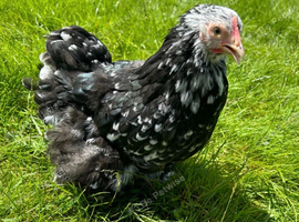 Pekin bantams youngsters