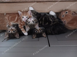 5 boy kittens for sale