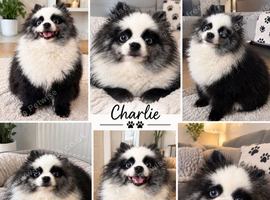 Merle girl pom panda colours 3 year old