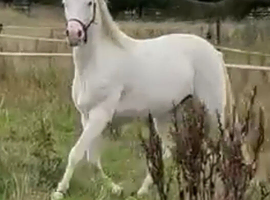 Unspoilt 3yr old Cremello Connemara Gelding 3yrs 14hh