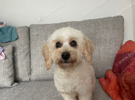 Holly Cavachon