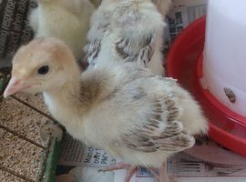 Bourbon red Turkey Poults