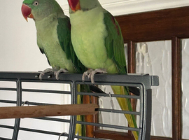 Bonded Breeding Pair of Alexandre Alexandrine Parrots + Large Cage