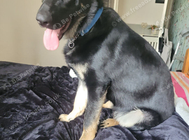 German shepherd