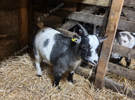 Young Pygmy Weather