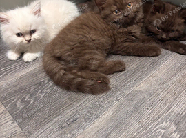 Cute kittens ready now