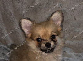 2 beautiful pomchi puppies