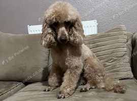 Miniature poodle male