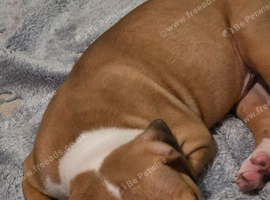 American bulldog puppy