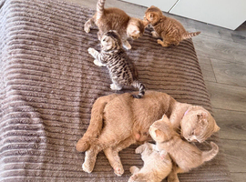 Scottish fold x British Shorthair