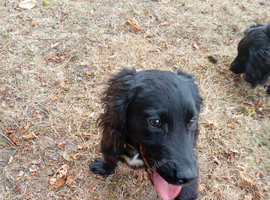 Cocker spaniel flat coat mixed puppies