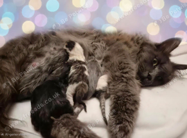 Half maine coon kittens