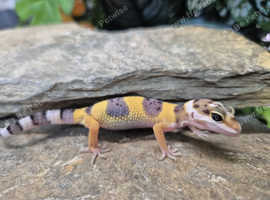 Leopard Geckos at Birmingham Reptiles