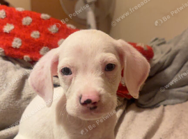 Pocket bully X beagle puppy