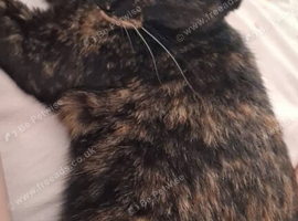Tortie female