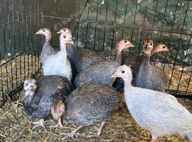 Guinea fowl keets