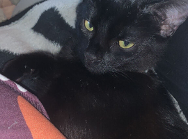 7 month old male kitten
