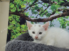 Cute kittens