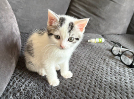 Kittens for sale