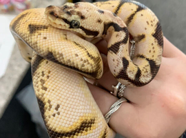 Ball python mixed morph for sale