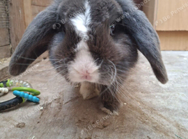 Male blue Blue eyed mini lop