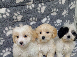 Maltipoo puppy. Boys ready to go