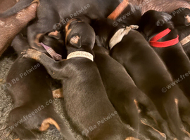 KC Registered European Dobermann Puppies | 91 Champions Behind the Parents