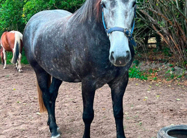 Pure bred Irish draught - ready to back