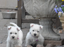 Lovely West Highland Terrier Puppy Girls