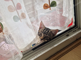 cat and kittns