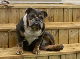 English bulldog looking for her forever home