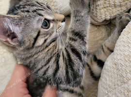 Mix-syberian-british kittens