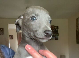 Blue kennel club registered whippet pups