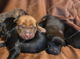 Shar-Pei Cockerpoo
