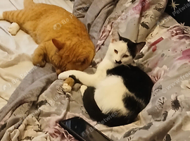 1 year old male black and white with mustash