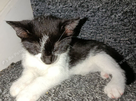 Kittens for sale