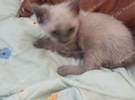Ragdoll kittens
