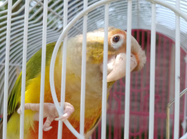 Pineapple Conure