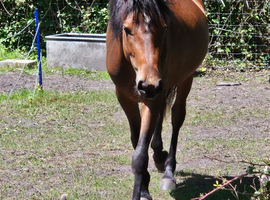 Registered 2 year old New Forest Filly