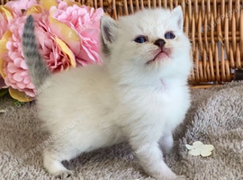 ABSOULETLY BEAUTIFUL PURE BRED BSH KITTENS