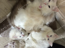 Ragdoll kittens