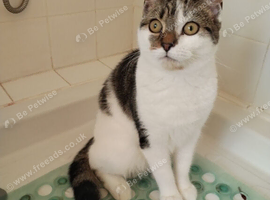 British Short Hair Maine coone cross kitten