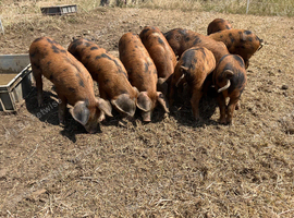 Oxford Sandy and Black Pigs