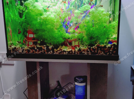 Various guppys for sale.