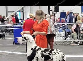 Zeus kc great dane stud only