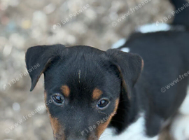 Beautiful Jack Russell puppies
