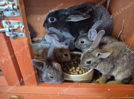 Baby rexs available