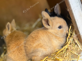 Honey coloured baby rabbit for sale
