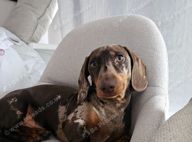 Dachshund for sale Torquay