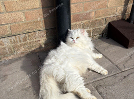 White British Longhair